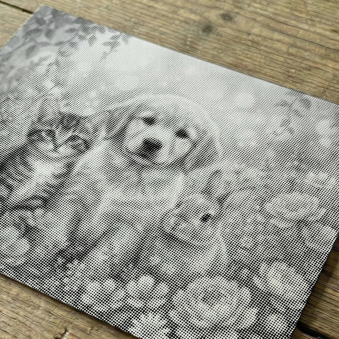 Kat hond en Bunny Dot schilderij